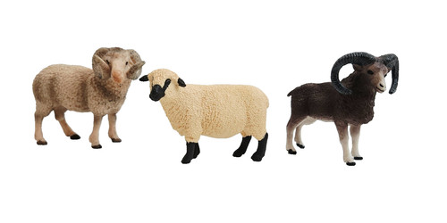 Lot sheep rams - sheep,